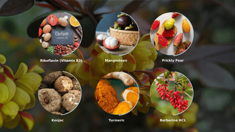 Key Ingredients In Ignitra
