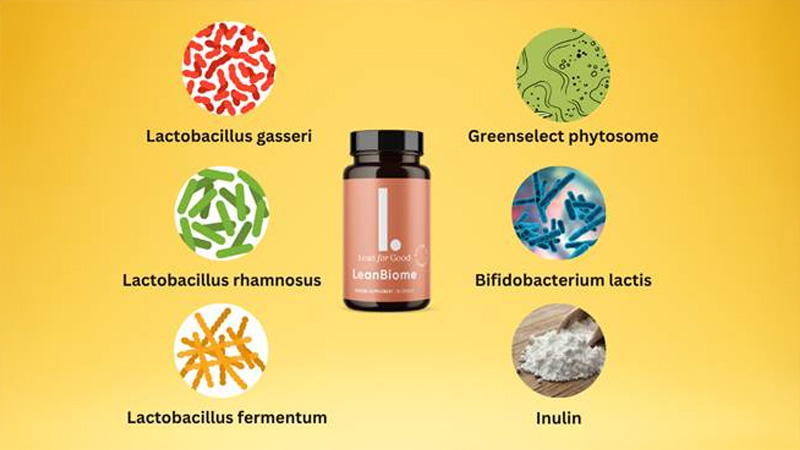 LeanBiome combines probiotics, a prebiotic fiber, and green tea extract to support gut balance and metabolism.