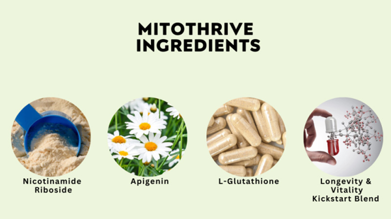 Mitothrive ingredient list for NAD+ and metabolism